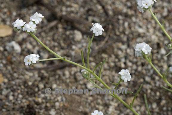 cryptantha flaccida 6 graphic